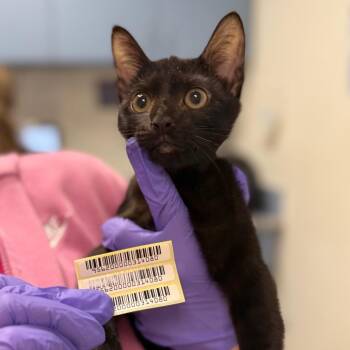 Stirrup -  Domestic Medium Hair Cat for Adoption in Charleston, West Virginia - Stirrup | PetCurious