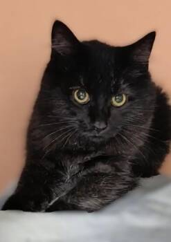Peyton -  Maine Coon Cat for Adoption in Hamilton, Ontario - Peyton | PetCurious