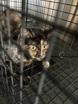 Rescue Domestic Short Hair Cats for Adoption in Grand Prairie, Texas - PRINCESS | PetCurious