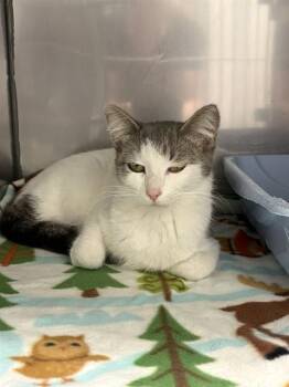 Domestic Short Hair Cats Available for Adoption - BAILEY | PetCurious