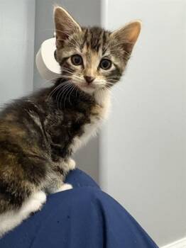 SPRINKLE -  Domestic Short Hair Cat for Adoption in Omaha, Nebraska - SPRINKLE | PetCurious