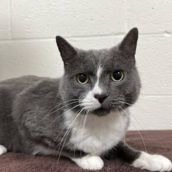 SVAS-Stray-39217 -  Domestic Short Hair Cat for Adoption in Lyndhurst, Virginia - SVAS-Stray-39217 | PetCurious