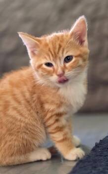 Domestic Short Hair Cats Available for Adoption in Mission Viejo, California - Techno | PetCurious