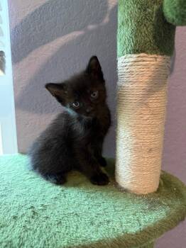 Siamese Cats Available for Adoption in New Braunfels, Texas - Kuro | PetCurious