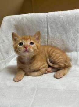 Sagittarius -  Domestic Short Hair Cat for Adoption in Maryville, Missouri - Sagittarius | PetCurious