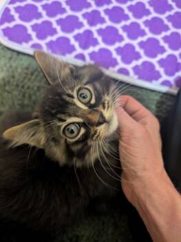 Potato -  Domestic Medium Hair Cat for Adoption in Omaha, Nebraska - Potato | PetCurious