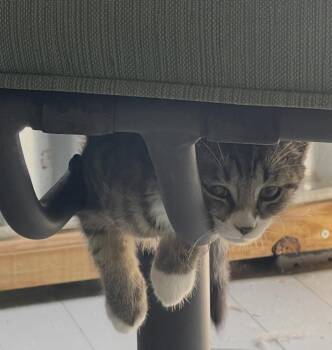 Reese -  Tabby Cat for Adoption in Mechanicsburg, Pennsylvania - Reese | PetCurious