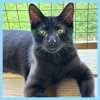 Rescue Domestic Short Hair Cats for Adoption in Leechburg, Pennsylvania - Skid | PetCurious