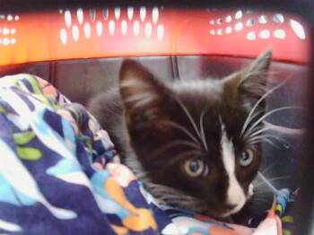 FRODO -  Domestic Short Hair Cat for Adoption in Charlotte, North Carolina - FRODO | PetCurious