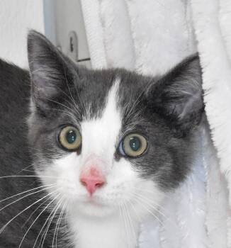 Rescue Domestic Short Hair Cats for Adoption in Springfield, Ohio - Murphy | PetCurious