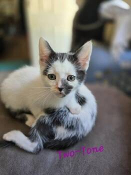 Domestic Short Hair Cats Available for Adoption in Madison, Georgia - Two-Tone | PetCurious