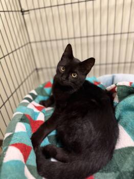 Pocus -  Domestic Short Hair Cat for Adoption in Mineral Point, Wisconsin - Pocus | PetCurious