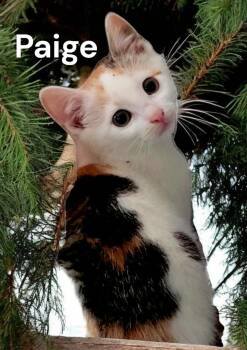 Paige -  Calico Cat Available for Adoption in Weems, Virginia - Paige | PetCurious