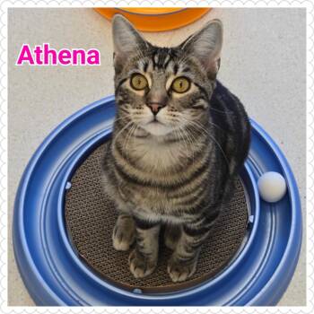 Rescue Domestic Short Hair Cats for Adoption in North Saint Paul, Minnesota - Athena | PetCurious