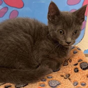 Domestic Short Hair Cats Available for Adoption in Cheyenne, Wyoming - Kristin | PetCurious