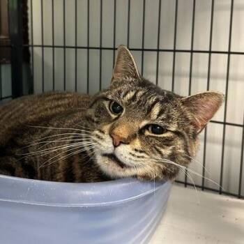 Domestic Short Hair Cats Available for Adoption in Davenport, Iowa - Zane | PetCurious