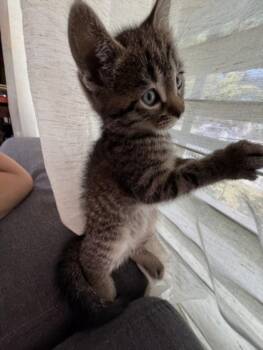 Domestic Short Hair Cats Available for Adoption in Burbank, California - DOW JONES | PetCurious