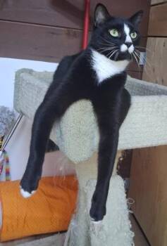 Rescue Domestic Short Hair Cats for Adoption in Courtenay, British Columbia - Vega | PetCurious