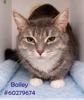 Tabby Cats Available for Adoption in Wilkes-barre, Pennsylvania - Bailey | PetCurious