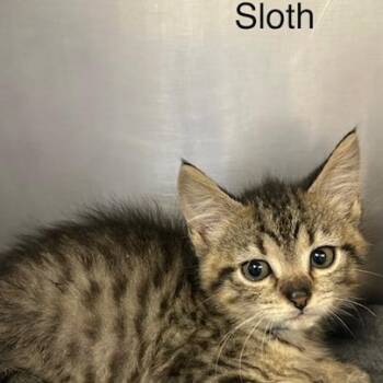 Sloth -  Domestic Short Hair Cat Available for Adoption in Knoxville, Tennessee - Sloth | PetCurious