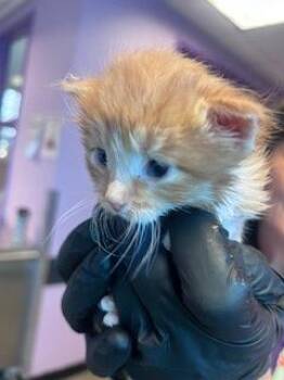 Domestic Short Hair Cats Available for Adoption - 60668832 | PetCurious