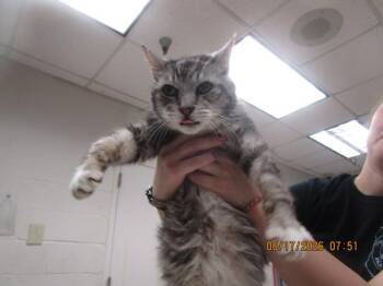 Korbyn(653) -  Domestic Short Hair Cat for Adoption in Marietta, Georgia - Korbyn(653) | PetCurious