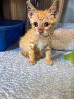 Cain -  Domestic Short Hair Cat for Adoption in Metter, Georgia - Cain | PetCurious