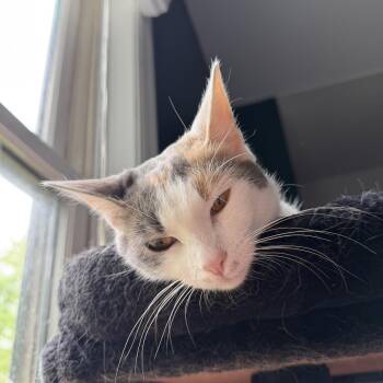 Domestic Short Hair Cats Available for Adoption - Blossom | PetCurious