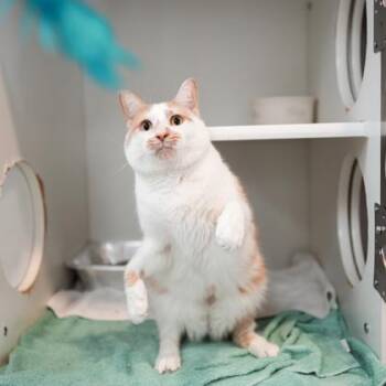 Cory -  Domestic Short Hair Cat for Adoption in Atlanta, Georgia - Cory | PetCurious