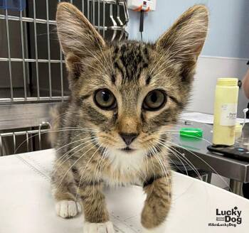 Woodpecker -  Domestic Short Hair Cat for Adoption in Washington, District Of Columbia - Woodpecker | PetCurious