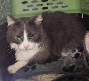 Domestic Long Hair Cats Available for Adoption - Luke | PetCurious