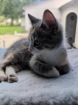 Lovey -  Domestic Short Hair Cat for Adoption in Liverpool, Texas - Lovey | PetCurious