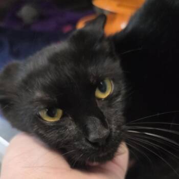Jitterbug -  Domestic Short Hair Cat for Adoption in Dearborn, Michigan - Jitterbug | PetCurious