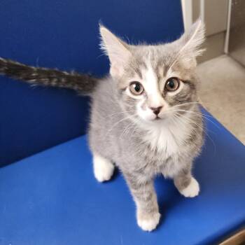 Rescue Domestic Short Hair Cats for Adoption in Cody, Wyoming - Aurora | PetCurious