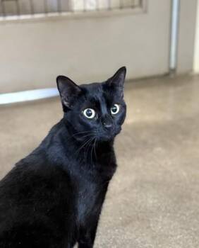 Domestic Short Hair Cats Available for Adoption - Onyx | PetCurious