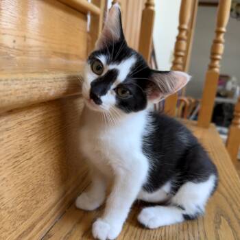 Allis -  Domestic Short Hair Cat for Adoption in Muncie, Indiana - Allis | PetCurious