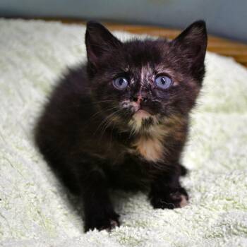Renee -  Domestic Short Hair Cat for Adoption in Beaumont, Texas - Renee | PetCurious