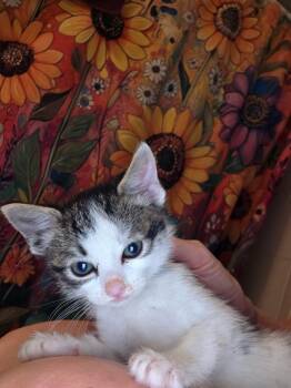 Versace -  Domestic Short Hair Cat for Adoption in Pomona, New York - Versace | PetCurious