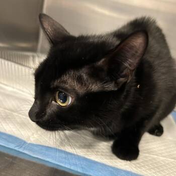 Cornelius -  American Shorthair Cat for Adoption in Greensboro, North Carolina - Cornelius | PetCurious