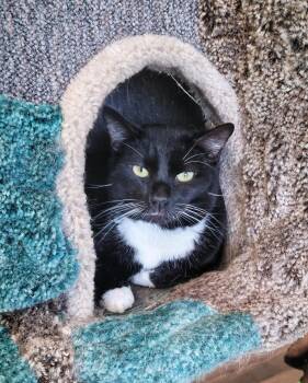 Domestic Short Hair Cats Available for Adoption in Fairfax, Virginia - Penguin | PetCurious
