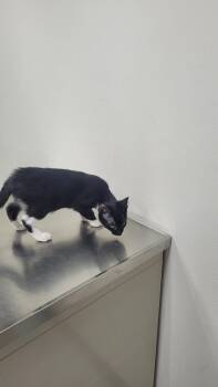 714 - Sylvester -  Domestic Short Hair Cat for Adoption in St. Louis, Missouri - 714 - Sylvester | PetCurious