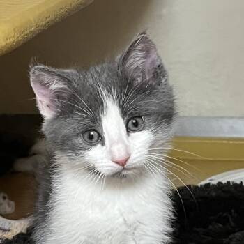 Domestic Short Hair Cats Available for Adoption in Las Vegas, Nevada - Garibaldi 53604 | PetCurious