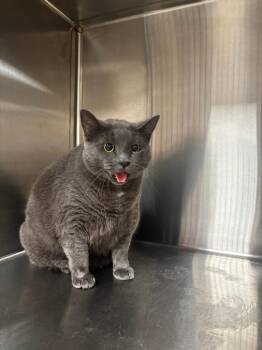 Gracie -  Domestic Short Hair Cat for Adoption in Greenfield, Indiana - Gracie | PetCurious