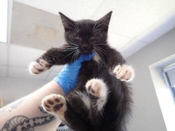 Camilla -  Domestic Short Hair Cat for Adoption in Taylorsville, North Carolina - Camilla | PetCurious