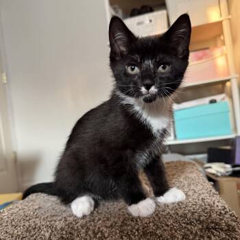 Biscotti -  Domestic Short Hair and Tuxedo Cat for Adoption in East Amherst, New York - Biscotti | PetCurious