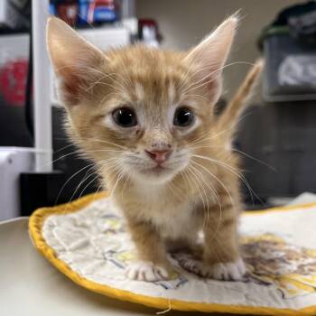 Colton -  Domestic Short Hair Cat for Adoption in Pauls Valley, Oklahoma - Colton | PetCurious