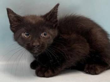 Cheerios -  Domestic Short Hair Cat for Adoption in Minneapolis, Minnesota - Cheerios | PetCurious