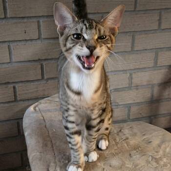 Scooter -  Abyssinian and Tabby Cat for Adoption in NEW PT RICHEY, Florida - Scooter | PetCurious