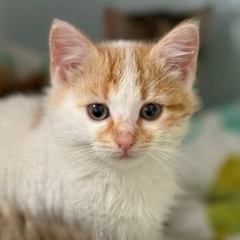 Vesta -  Domestic Short Hair Cat for Adoption in Cumming, Georgia - Vesta | PetCurious