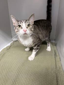 Ian -  Domestic Short Hair Cat for Adoption in Rochester, Indiana - Ian | PetCurious